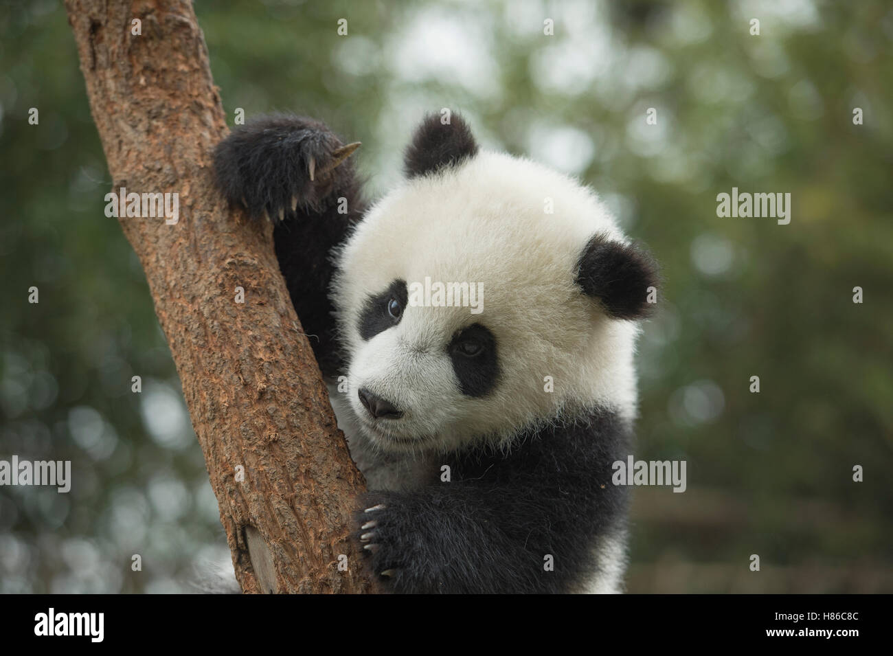 Giant Panda (Ailuropoda melanoleuca) eight month old cub in tree ...