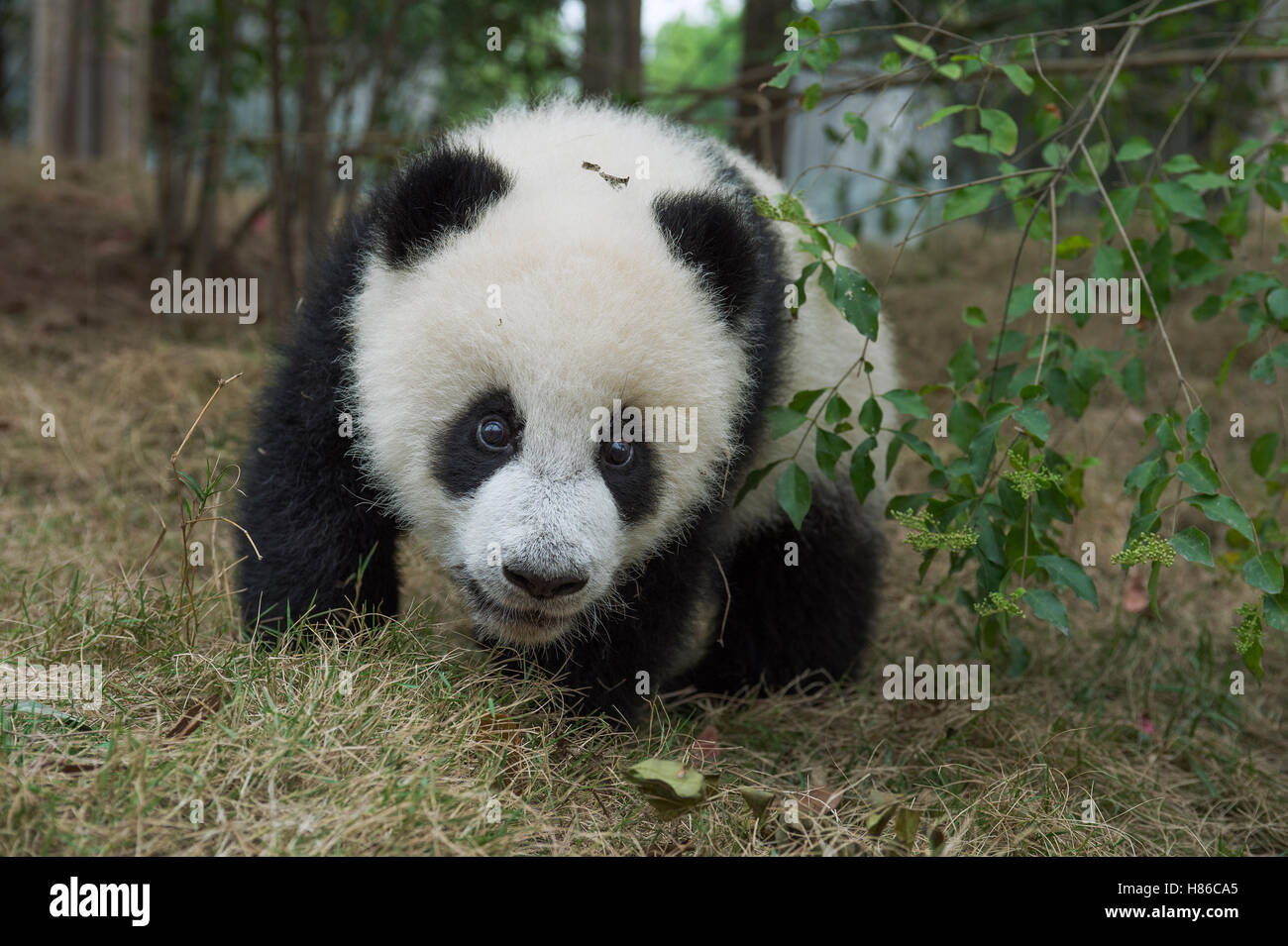 Giant Panda (Ailuropoda melanoleuca) eight month old cub, Chengdu ...