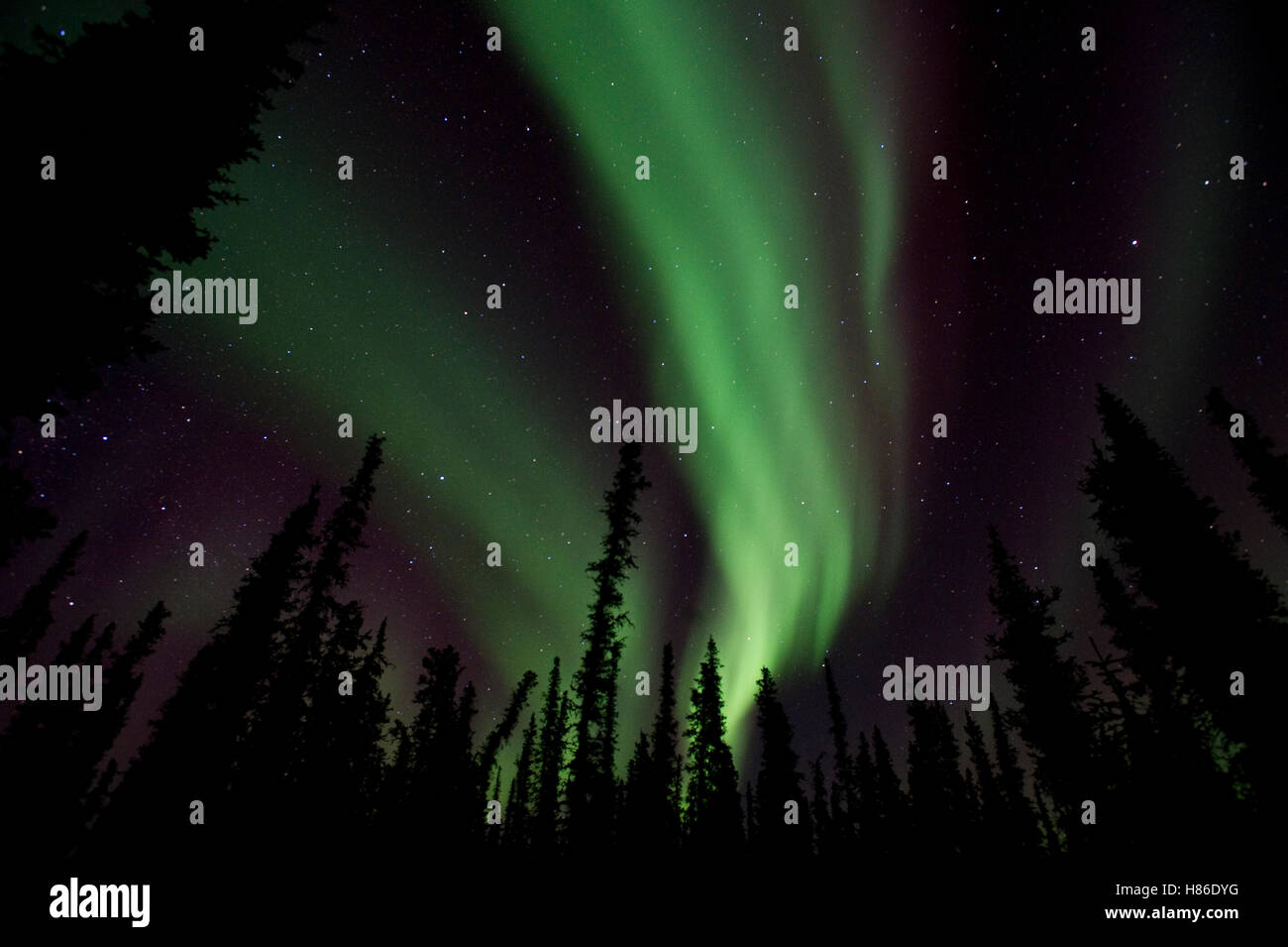 Aurora borealis and boreal forest, Alaska Stock Photo - Alamy