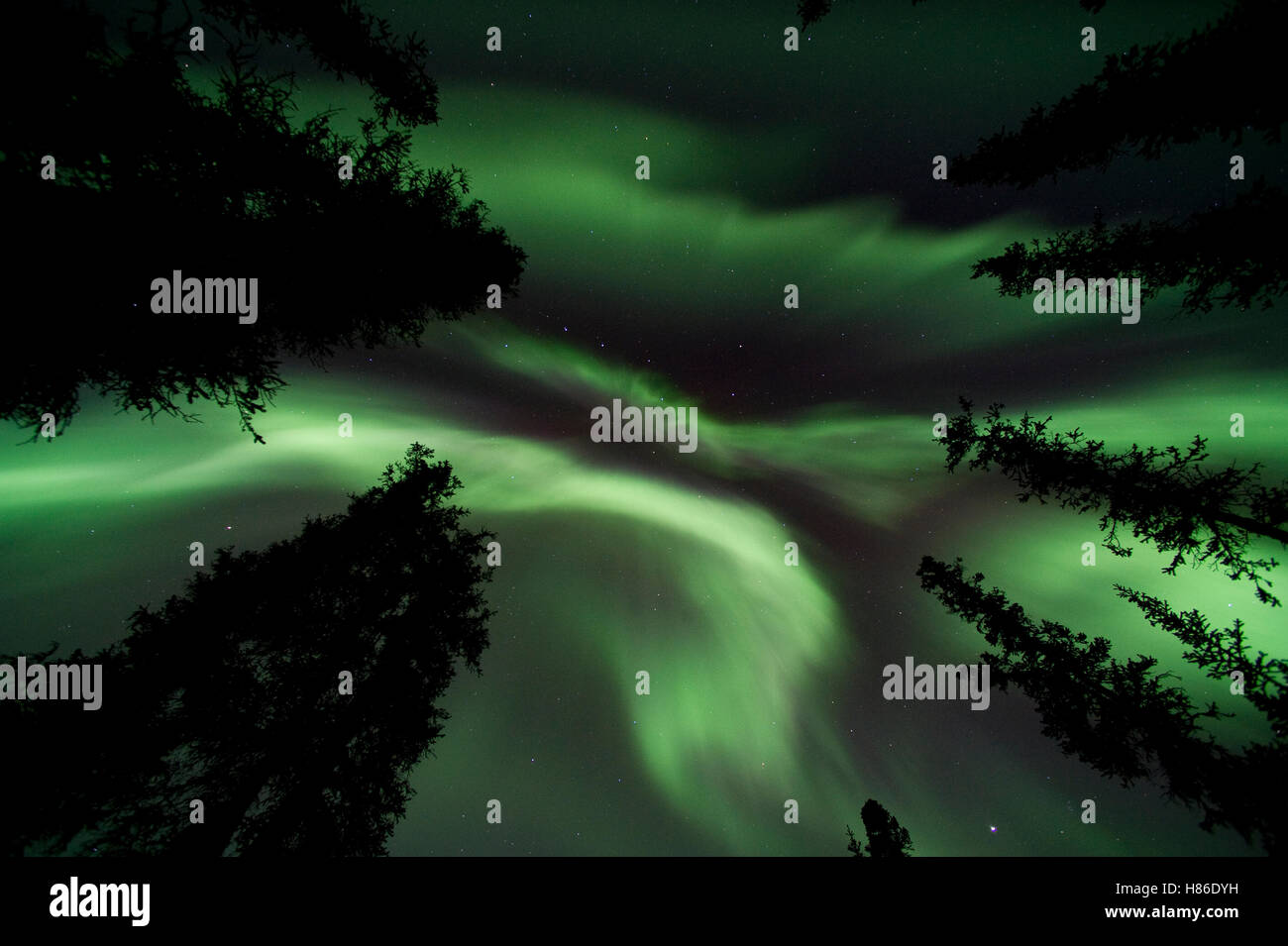 Aurora borealis and boreal forest, Alaska Stock Photo - Alamy