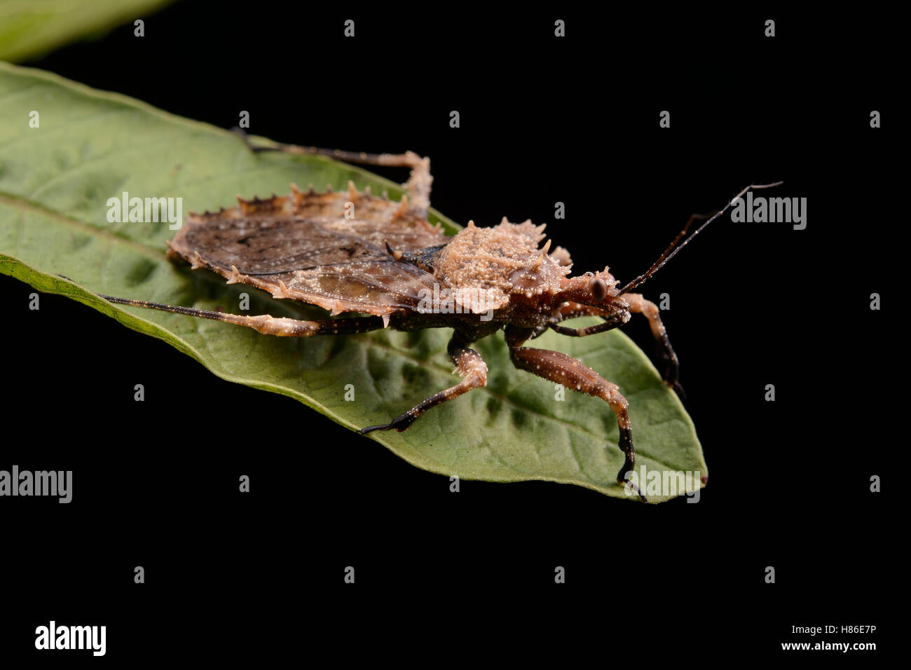 Assassin Bug (Reduviidae), Danum Valley Field Center, Sabah, Borneo, Malaysia Stock Photo