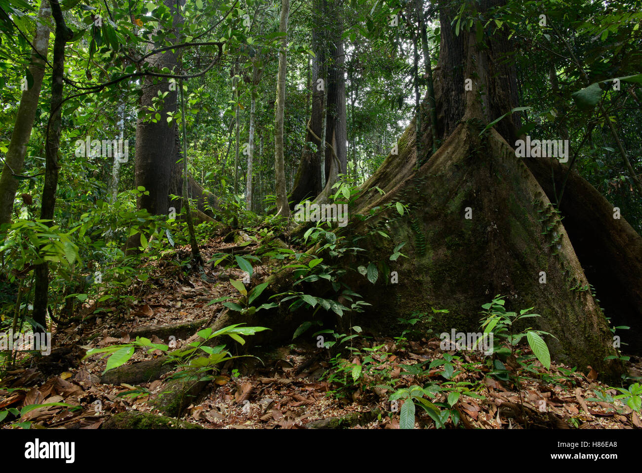 Philippine Mahogany (Shorea almon) buttress roots, Danum Valley Field Center, Sabah, Borneo, Malaysia Stock Photo