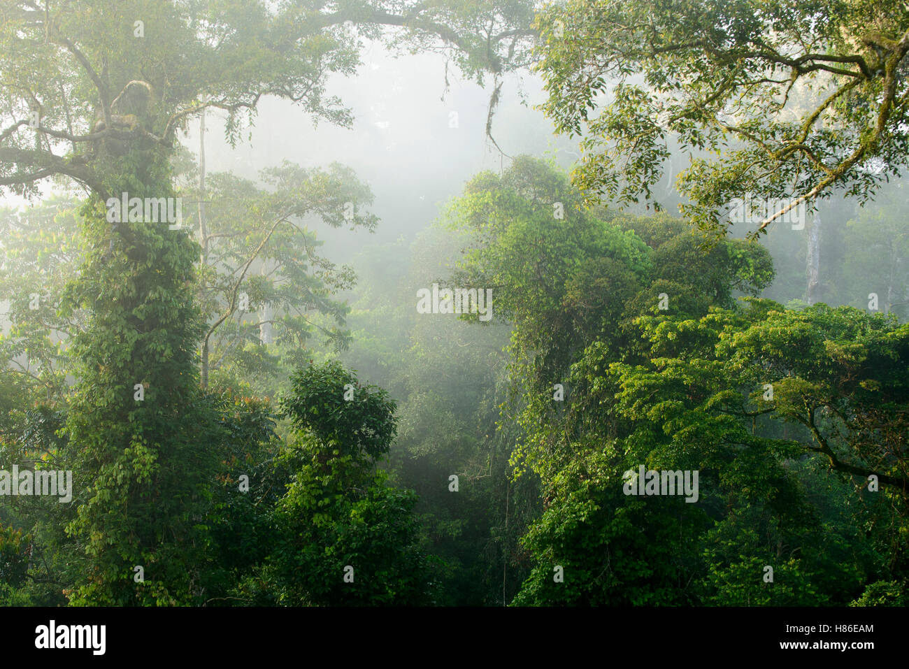 Primary rainforest in mist, Danum Valley Field Center, Sabah, Borneo, Malaysia Stock Photo