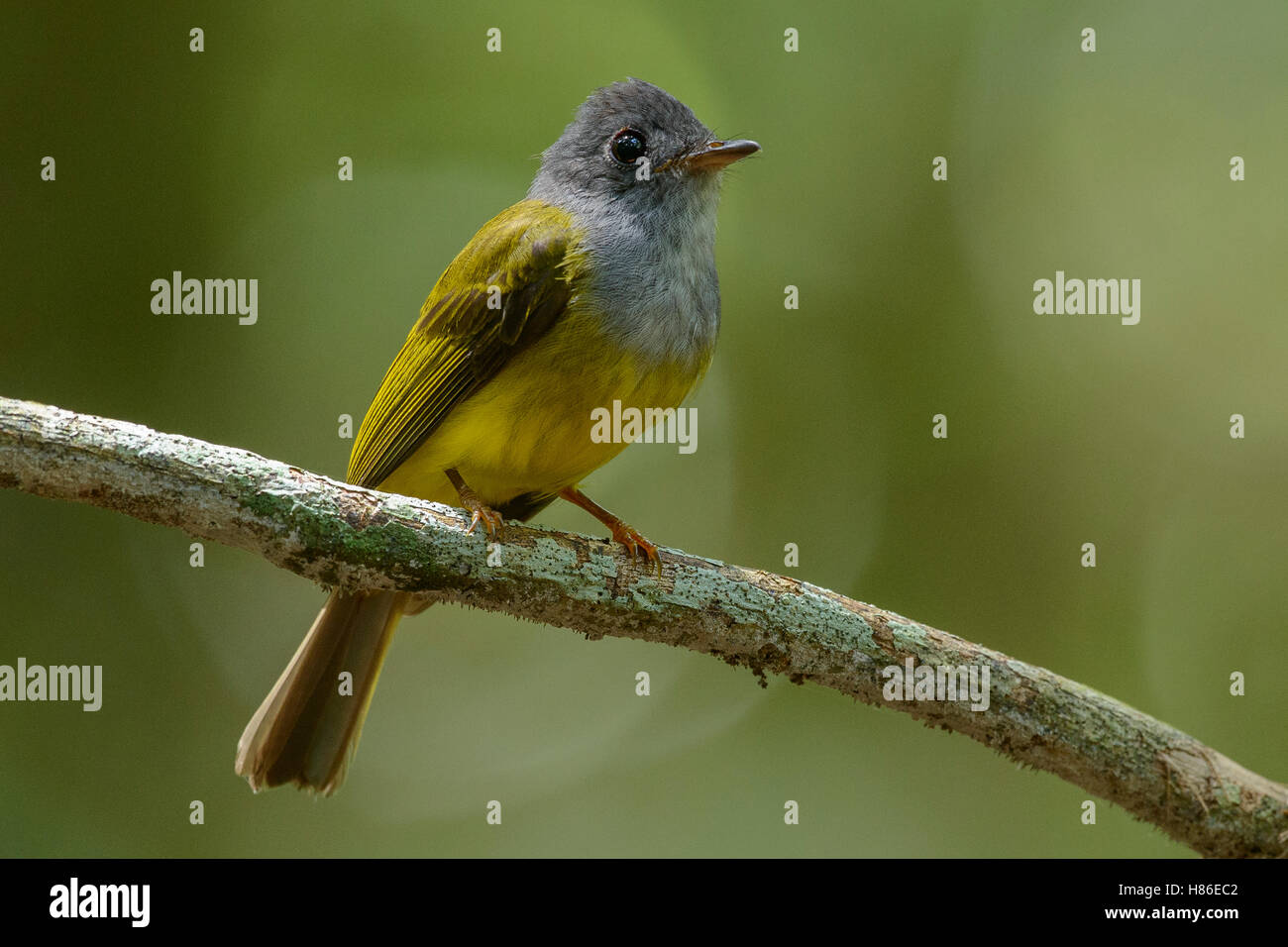 Grey-headed Canary-Flycatcher (Culicicapa ceylonensis), Danum Valley Field Center, Sabah, Borneo, Malaysia Stock Photo