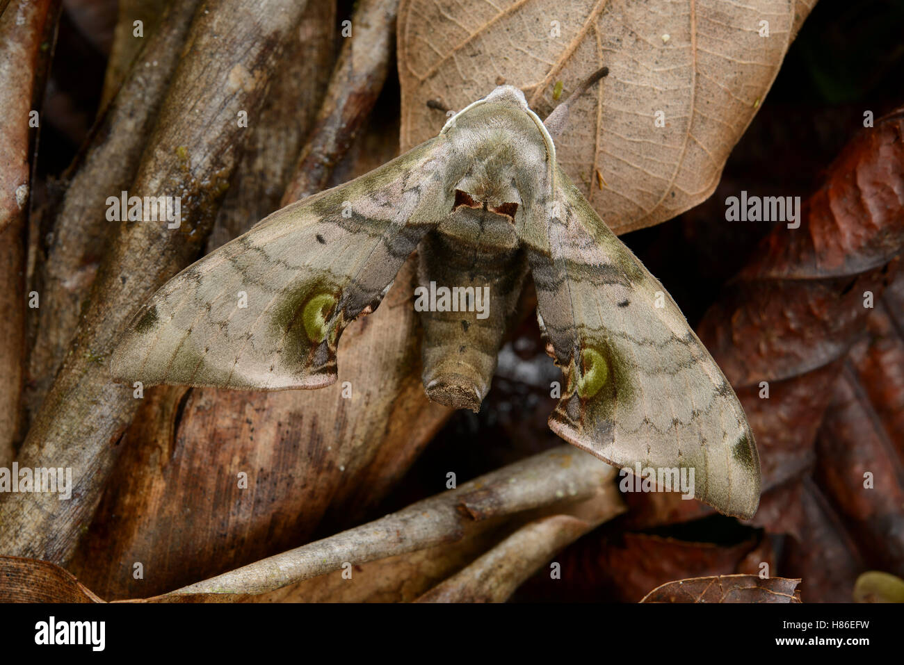 Hawk Moth (Daphnusa ocellaris), Danum Valley Field Center, Sabah, Borneo, Malaysia Stock Photo