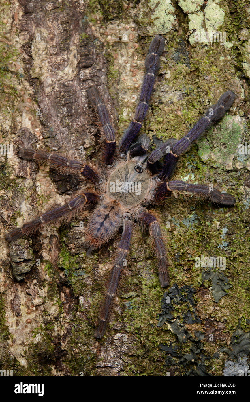 Tarantula (Phormingochilus everetti), Danum Valley Field Center, Sabah, Borneo, Malaysia Stock Photo