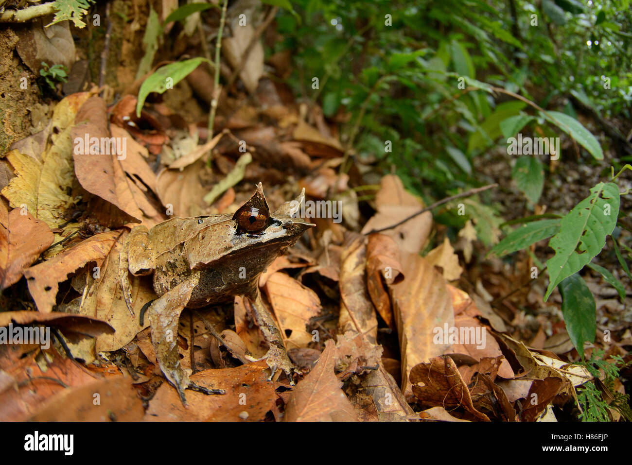 Asian Horned Frog (Megophrys nasuta) camouflaged in leaf litter, Danum Valley Field Center, Sabah, Borneo, Malaysia Stock Photo
