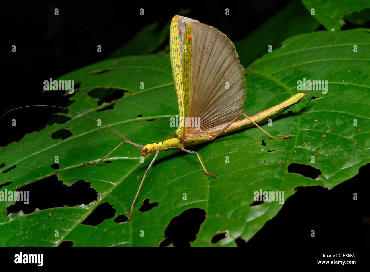 stick-insect-calvisia-punctulata-with-wings-raised-in-defensive