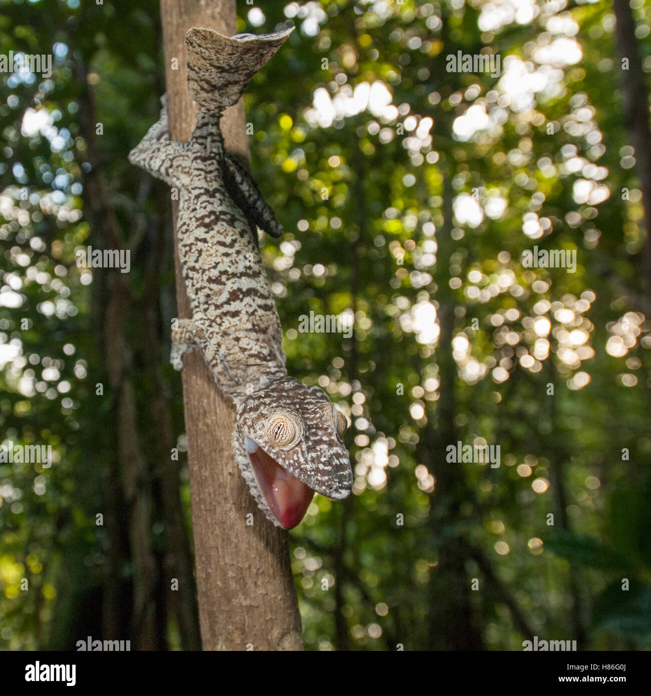 Common Flattail Gecko (Uroplatus fimbriatus) in defensive posture