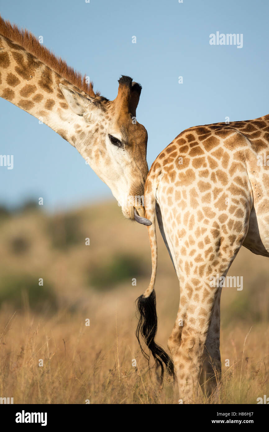 Male adult giraffe hi-res stock photography and images - Alamy