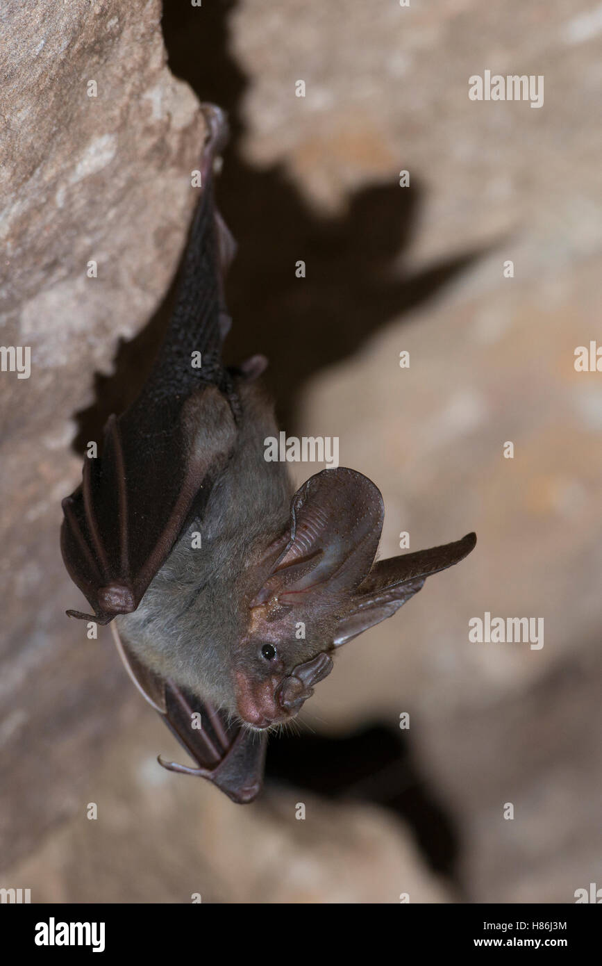 Lesser False Vampire Bat (Megaderma spasma), Siem Reap, Cambodia Stock