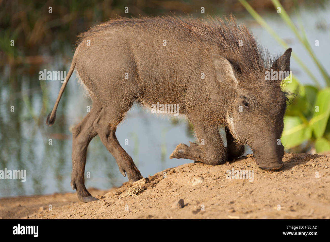 Warthog (Phacochoerus africanus) piglet foraging, Djoudj National Bird ...