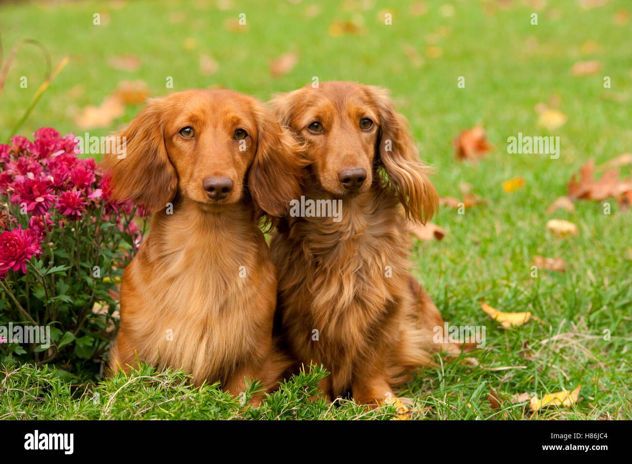 Miniature Long Haired Dachshund (Canis familiaris) pair Stock Photo Alamy
