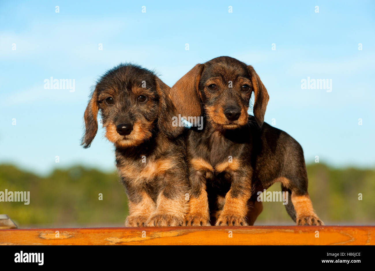 Miniature Wire Haired Dachshund (Canis familiaris) puppies Stock Photo