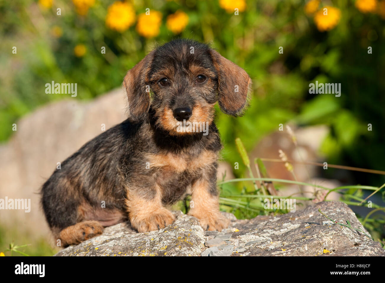 Miniature Wire-haired Dachshund (Canis familiaris) puppy Stock Photo