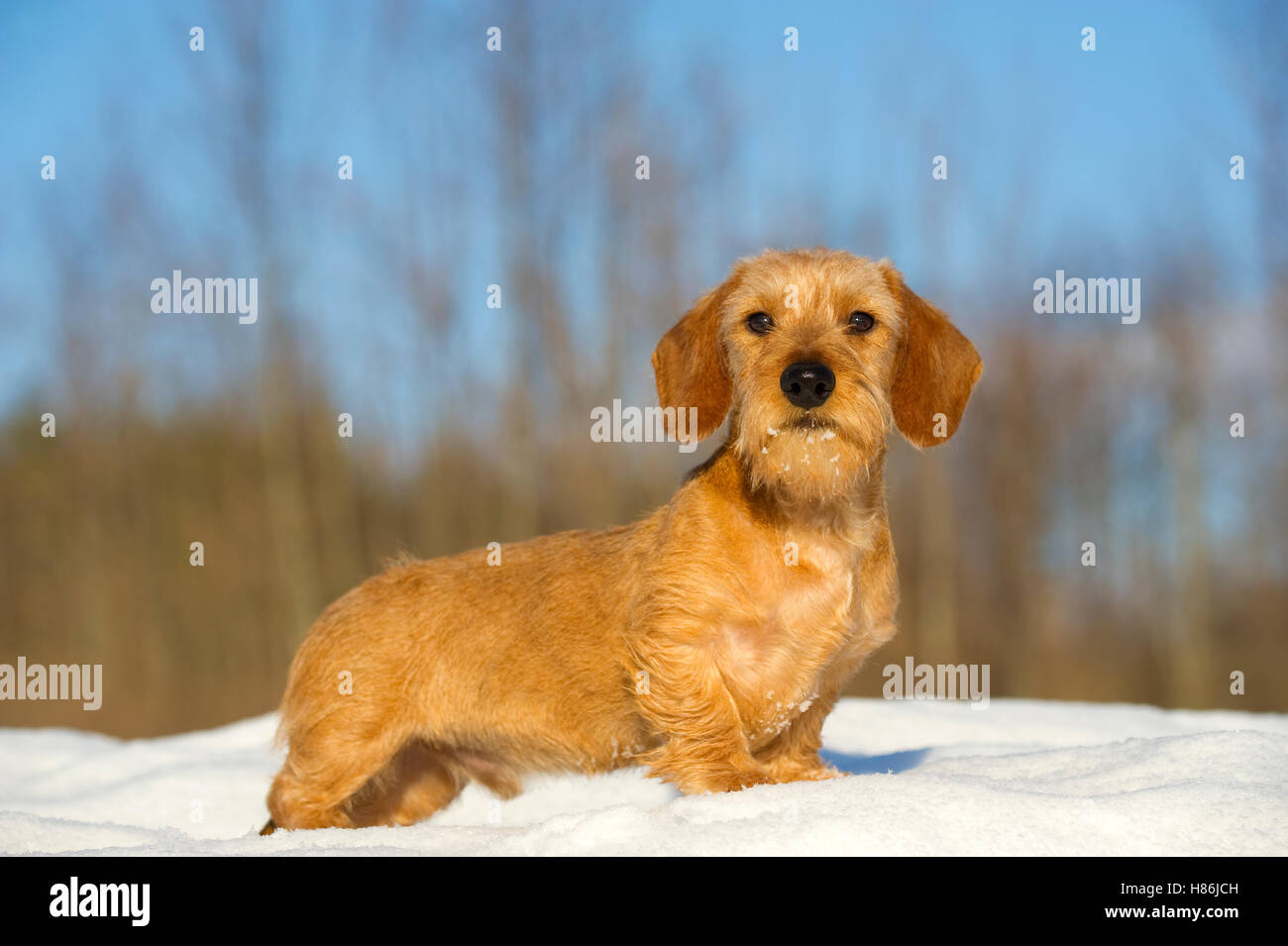 Miniature Wire-haired Dachshund (Canis familiaris) young male in snow Stock Photo