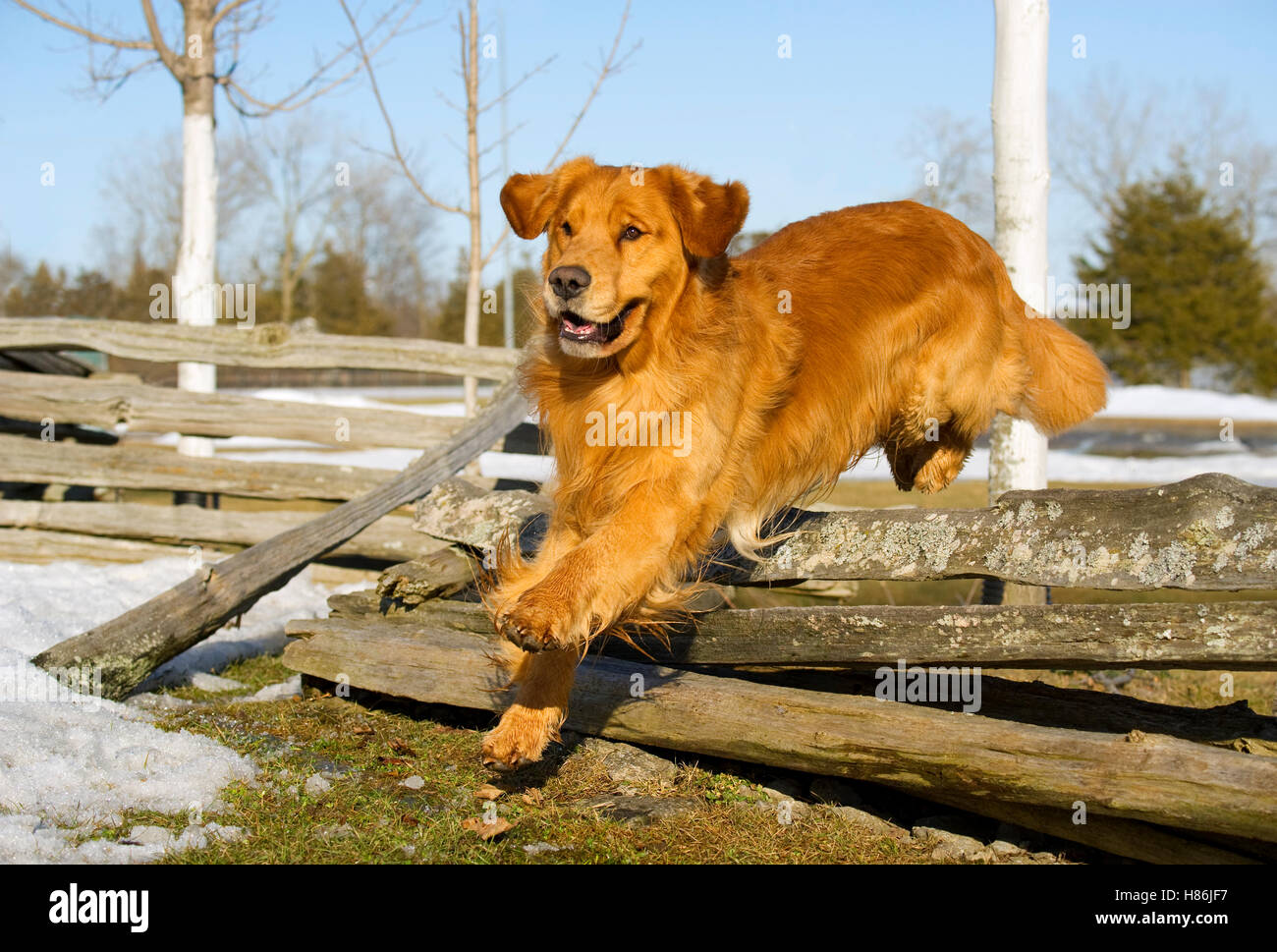 Golden Retriever (Canis familiaris) jumping over fence Stock Photo - Alamy