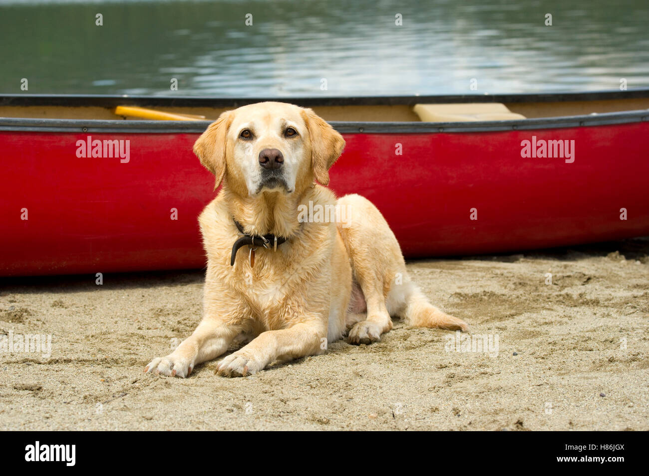 Yellow Labrador Retriever (Canis familiaris) and canoe Stock Photo - Alamy