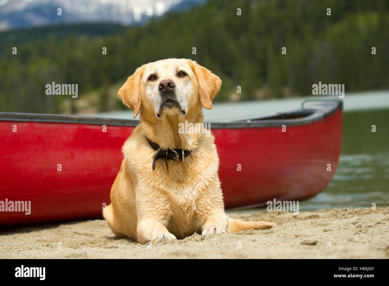 Yellow Labrador Retriever (Canis familiaris) and canoe Stock Photo - Alamy