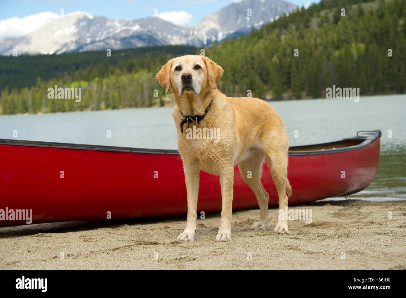Yellow Labrador Retriever (Canis familiaris) and canoe Stock Photo Alamy