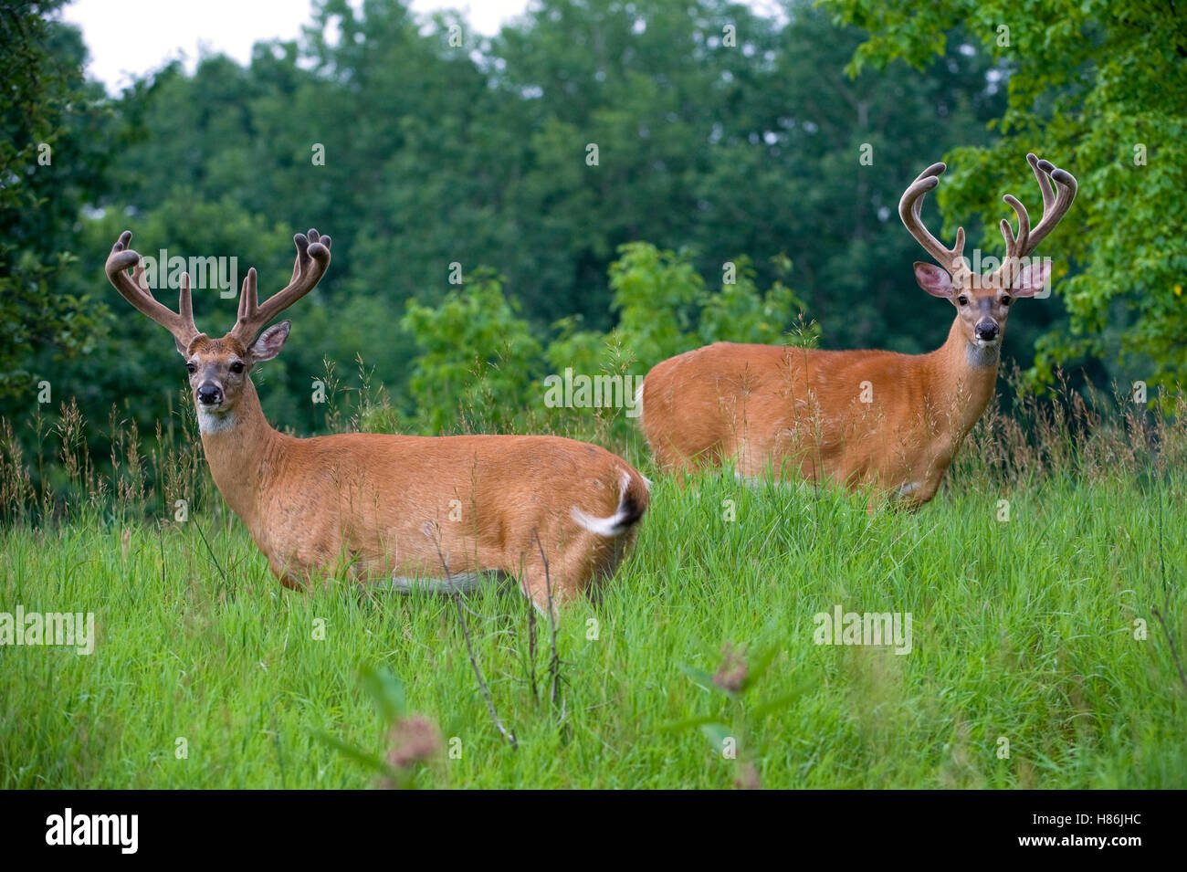 Whitetailed Deer (Odocoileus virginianus) bucks in velvet Stock Photo