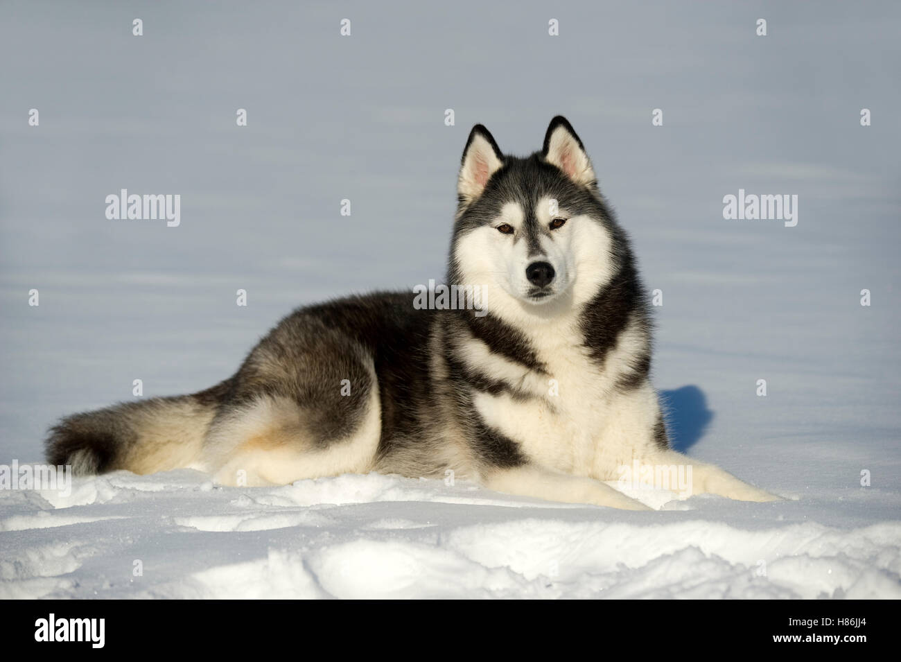 Siberian Husky (Canis familiaris) lying in snow Stock Photo - Alamy