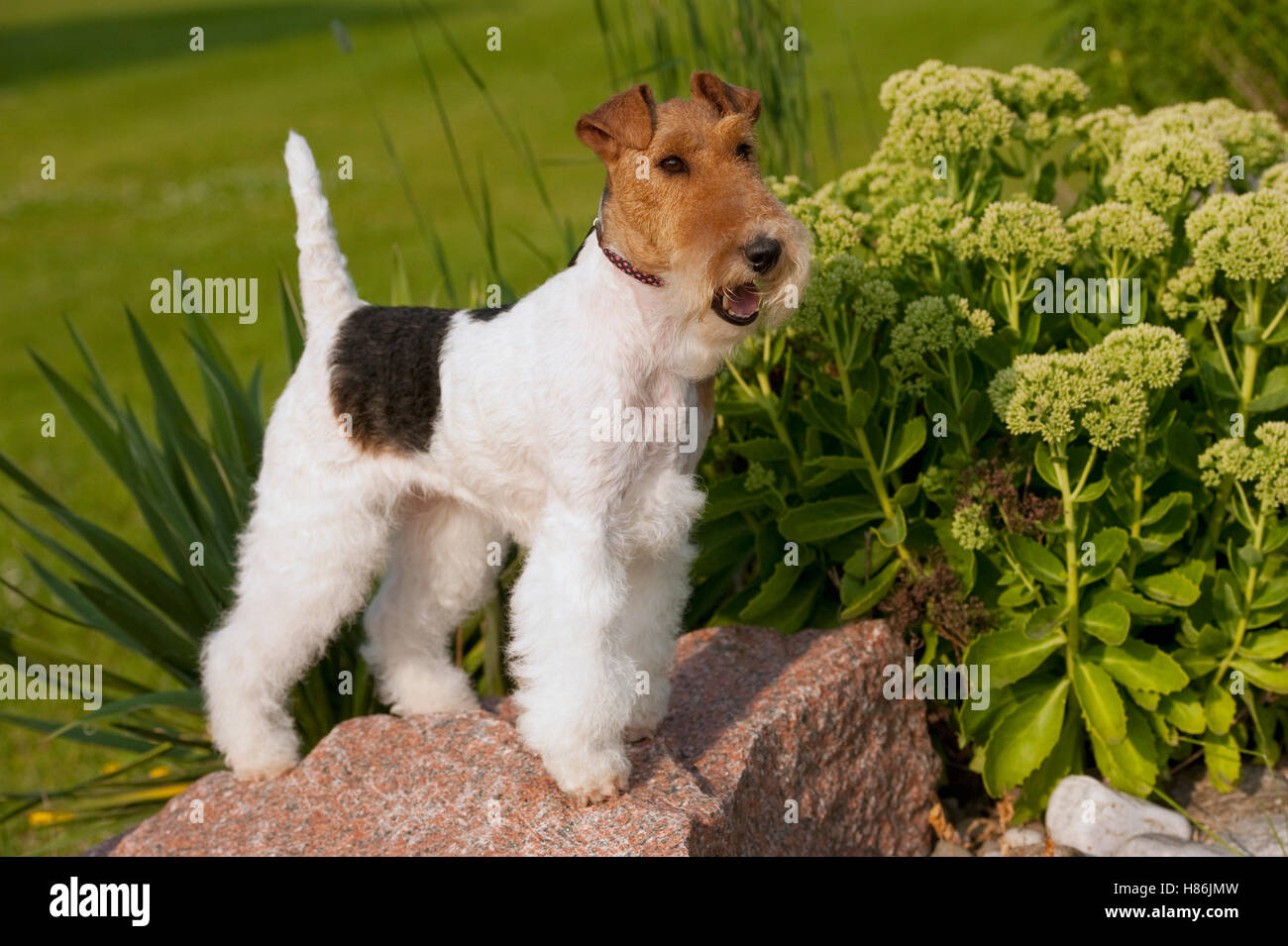Wire-haired Fox Terrier (Canis familiaris) Stock Photo