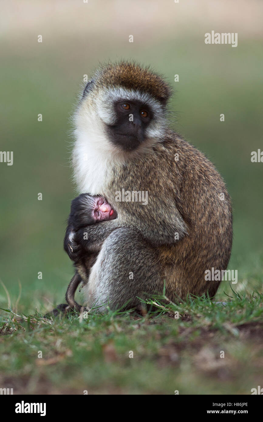 Black-faced Vervet Monkey (Cercopithecus aethiops) female with one week ...
