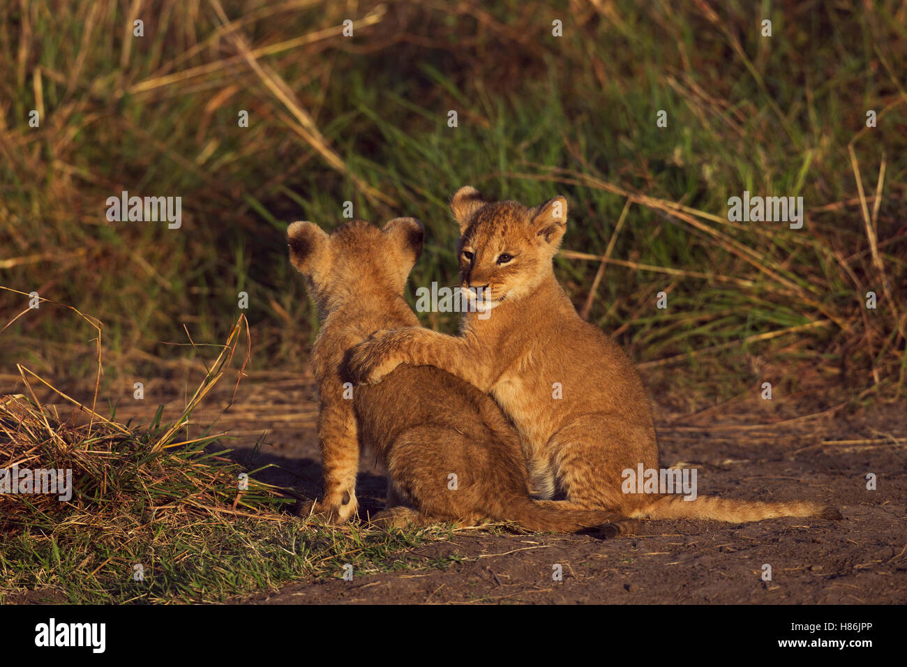African Lion (Panthera leo) two month old cubs playing, Masai Mara ...