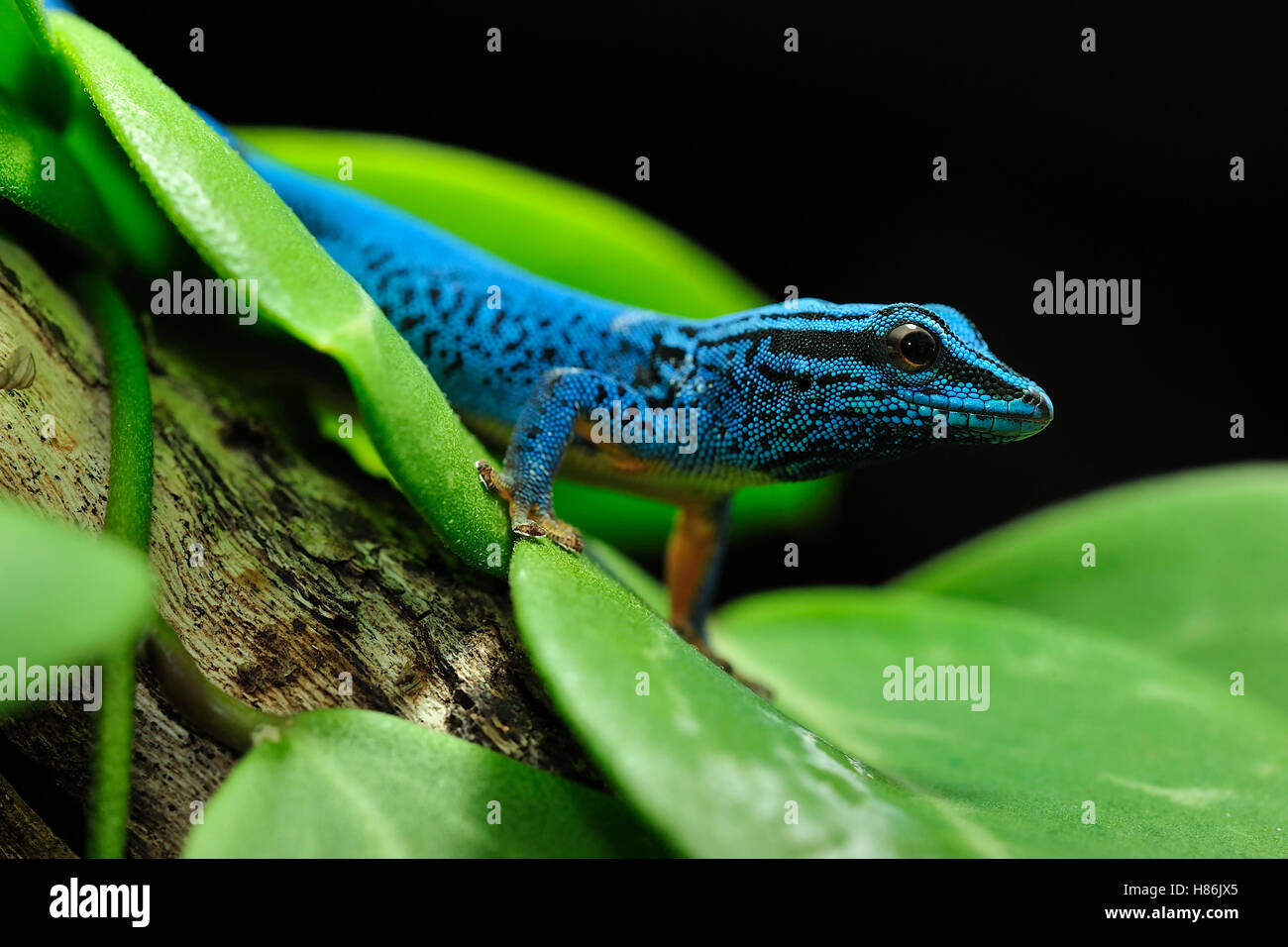 Electric Blue Day Gecko (Lygodactylus williamsi), Kimboza Forest Reserve, Tanzania Stock Photo