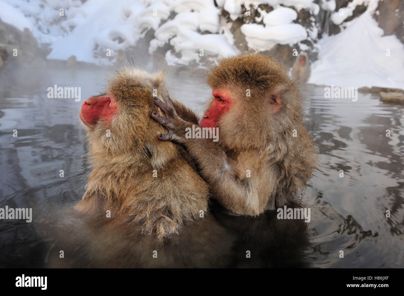 Japanese Macaque (Macaca fuscata) pair grooming in hot spring ...