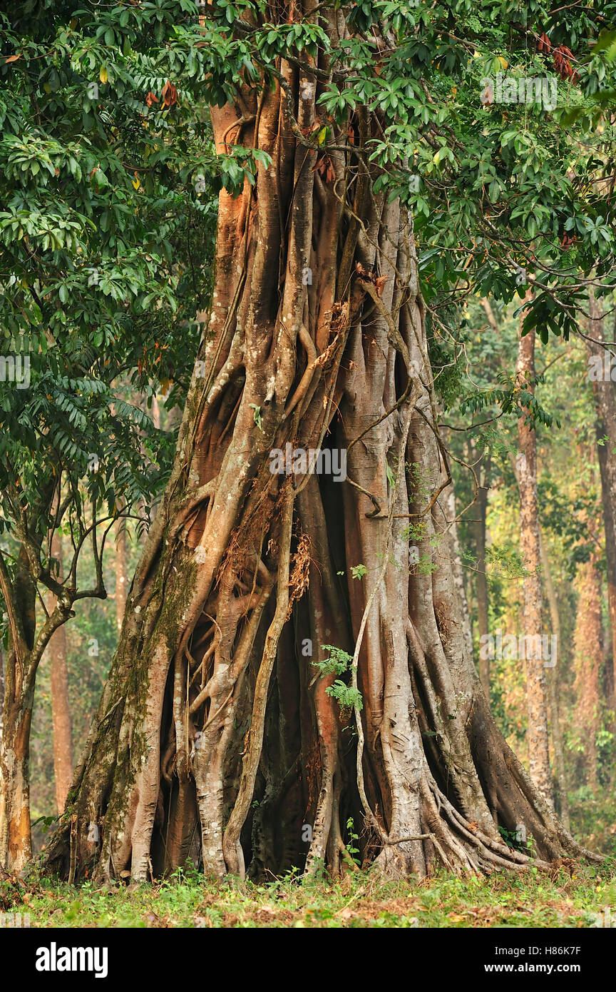 Fig (Ficus sp) tree, Manas National Park, Assam, India Stock Photo Alamy