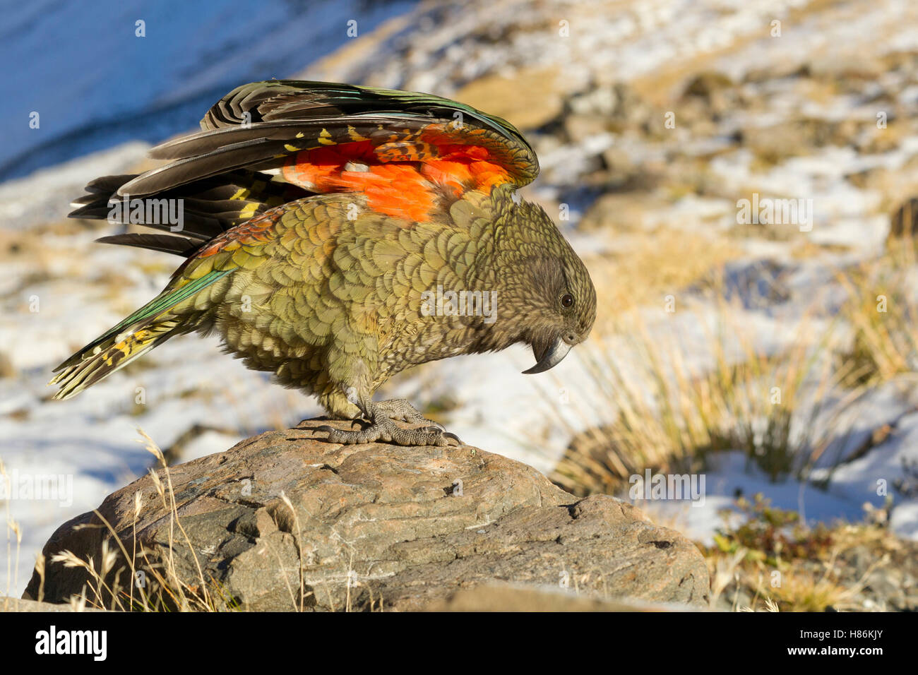 Kea (Nestor Notabilis) Stretching, South Island, New Zealand Stock ...