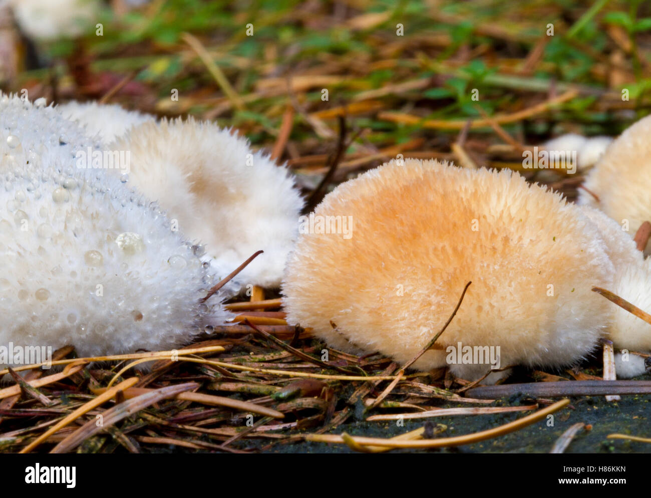 Some slime molds on pine needles Stock Photo