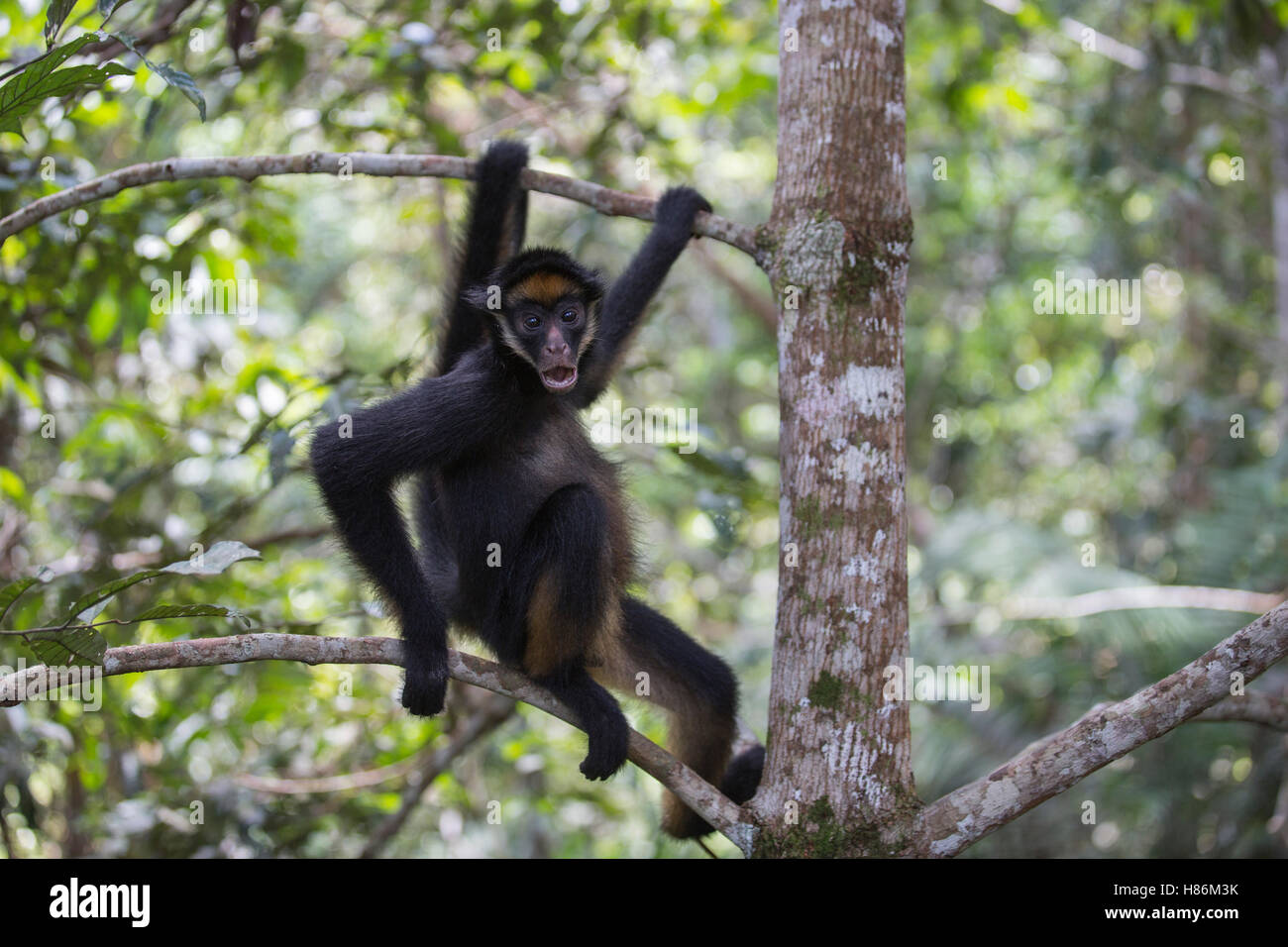 White-bellied Spider Monkey (Ateles belzebuth), Pacaya Samiria National