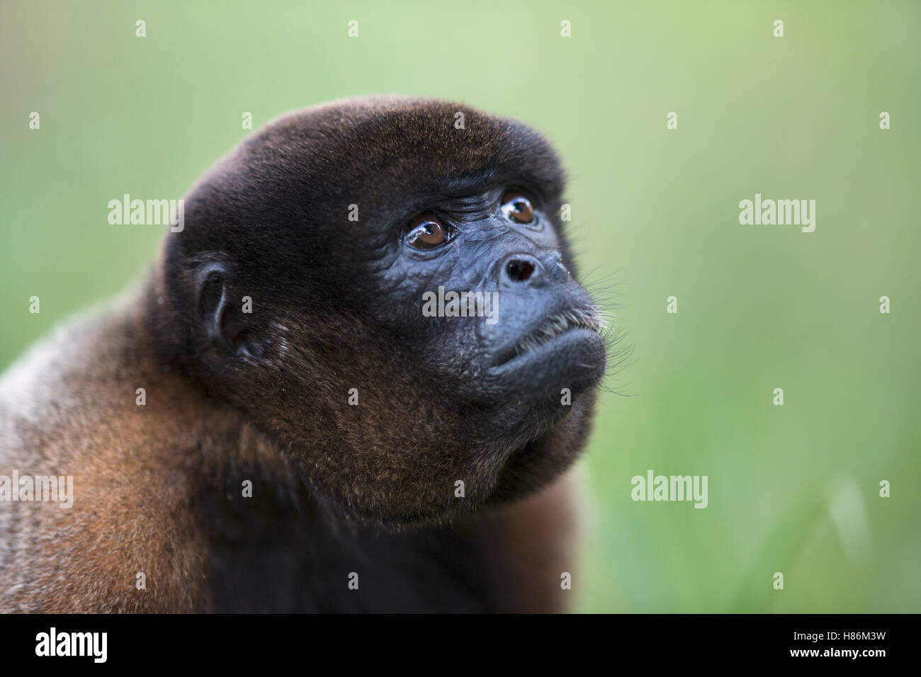 Humboldt's Woolly Monkey (Lagothrix lagotricha), Pacaya Samiria National Park, Peru Stock Photo