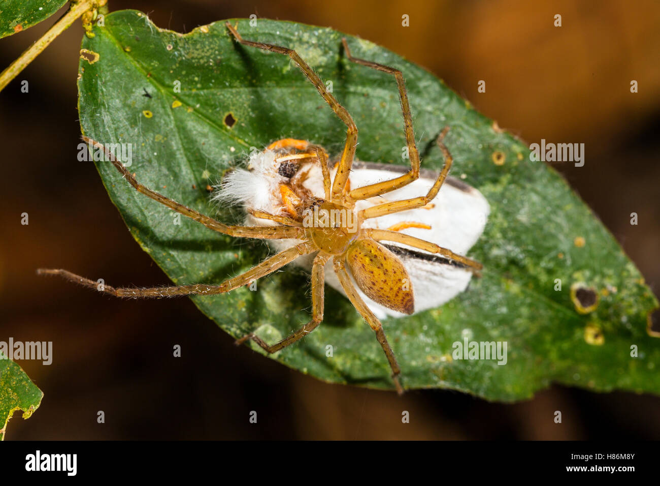 Giant Crab Spider (Sparianthina sp) with moth prey, Panguana Nature
