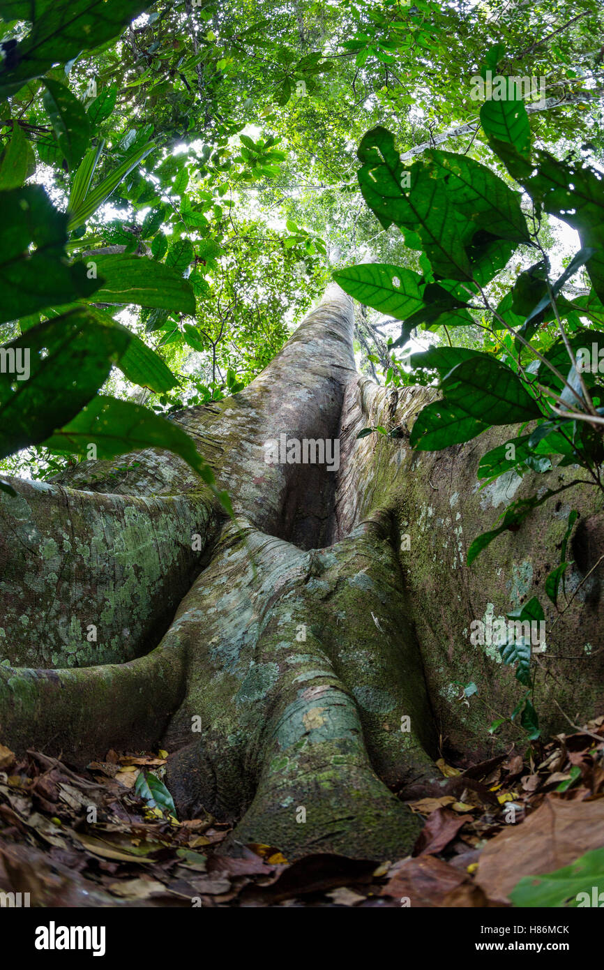 Buttress roots in lowland rainforest, Panguana Nature Reserve, Peru ...