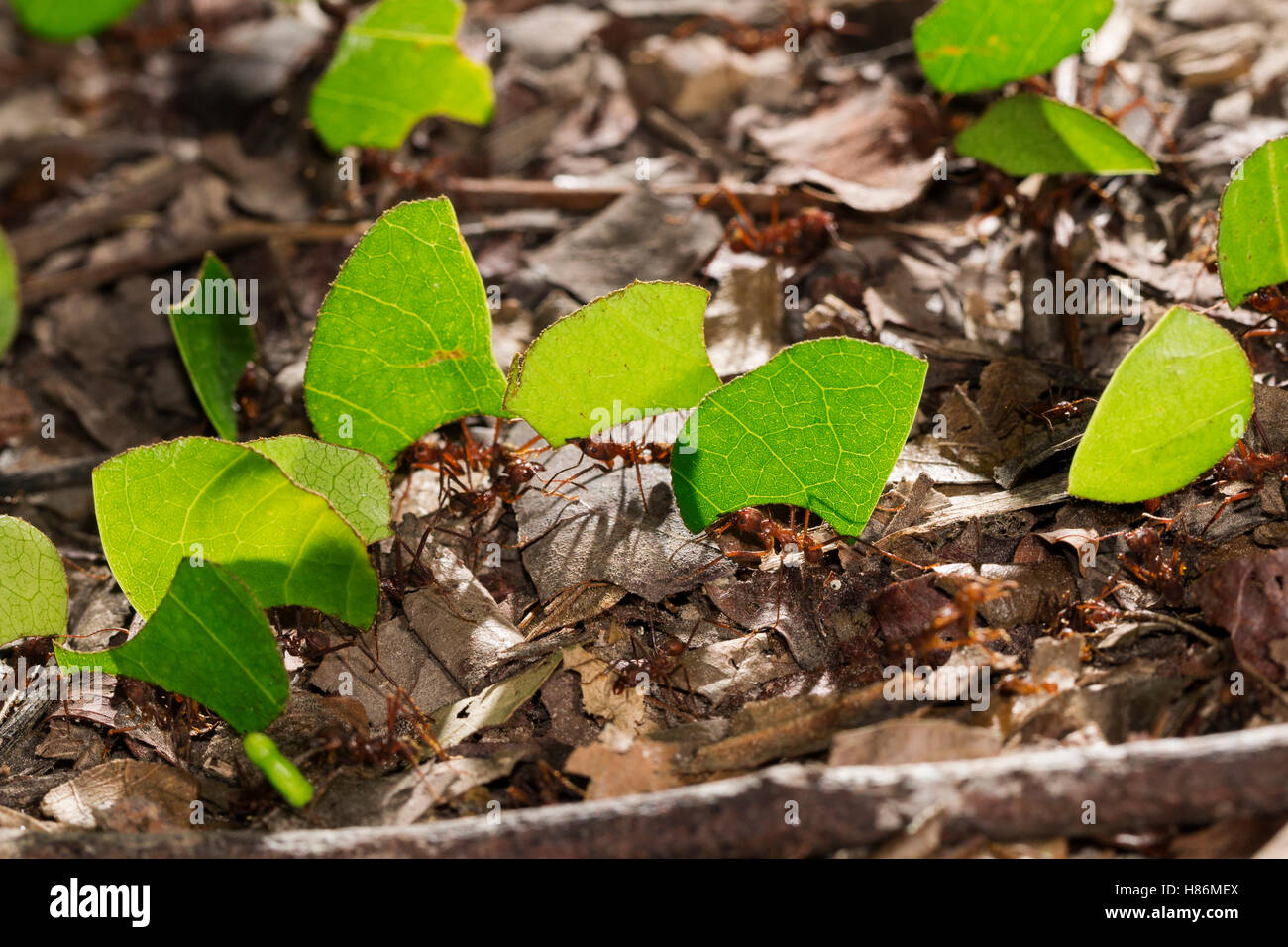 Leafcutter Ant (Atta Cephalotes) Group Carrying Leaves, Panguana Nature ...