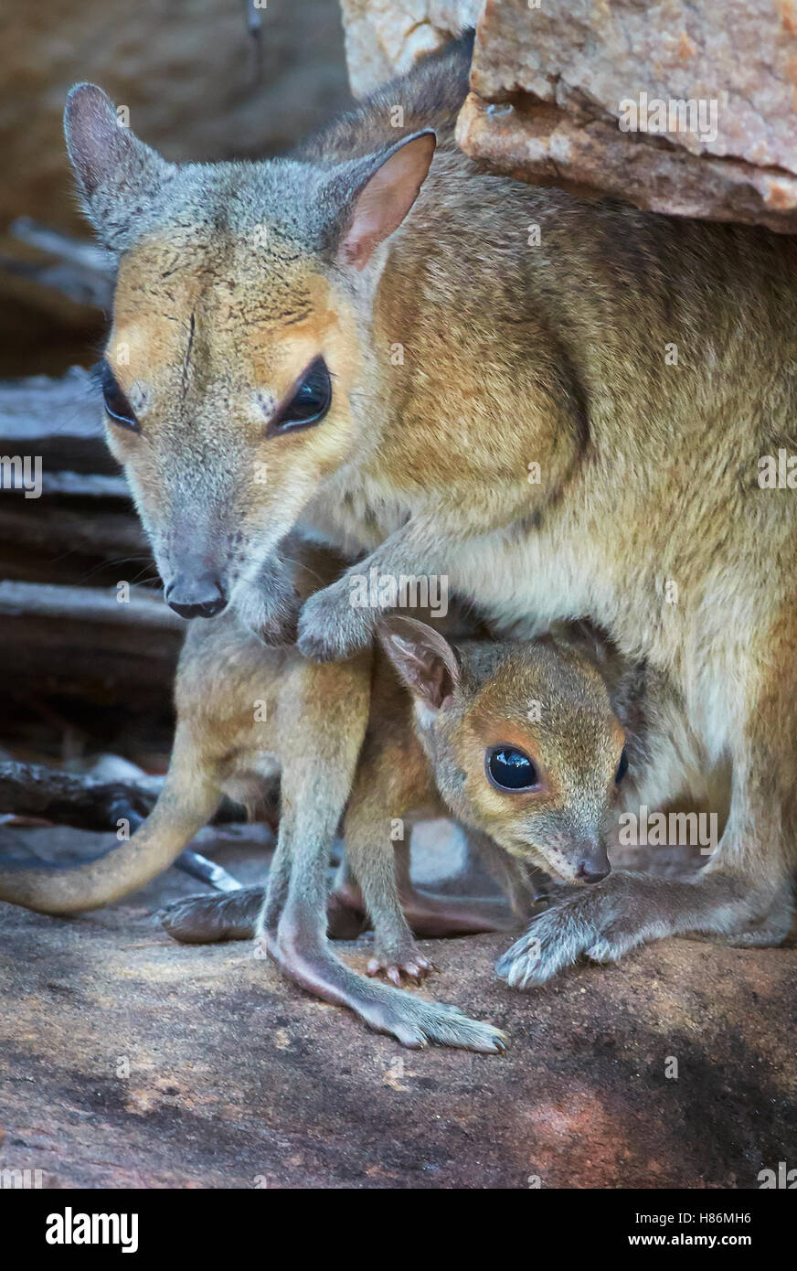Monjon (Petrogale burbidgei) mother with joey, Mitchell Plateau