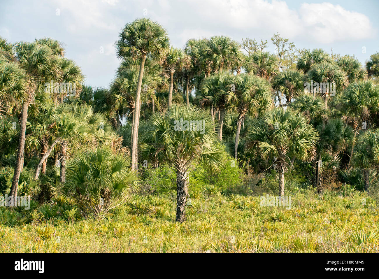 Cabbage Palm (Sabal palmetto) grove, Kissimmee Prairie Preserve State
