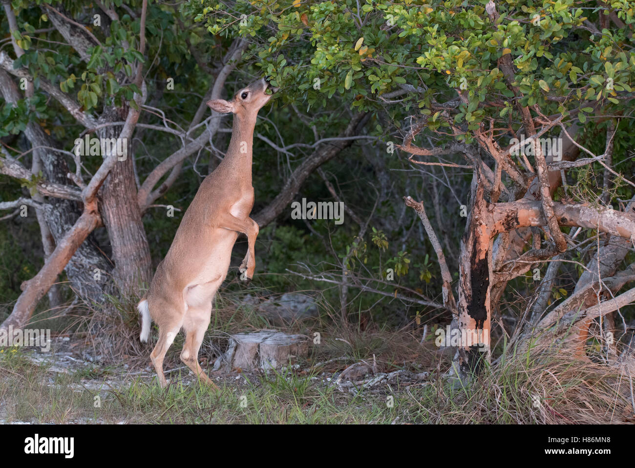 Key Deer (Odocoileus virginianus clavium) female standing on hind legs to feed, National Key Deer Refuge, Florida Stock Photo
