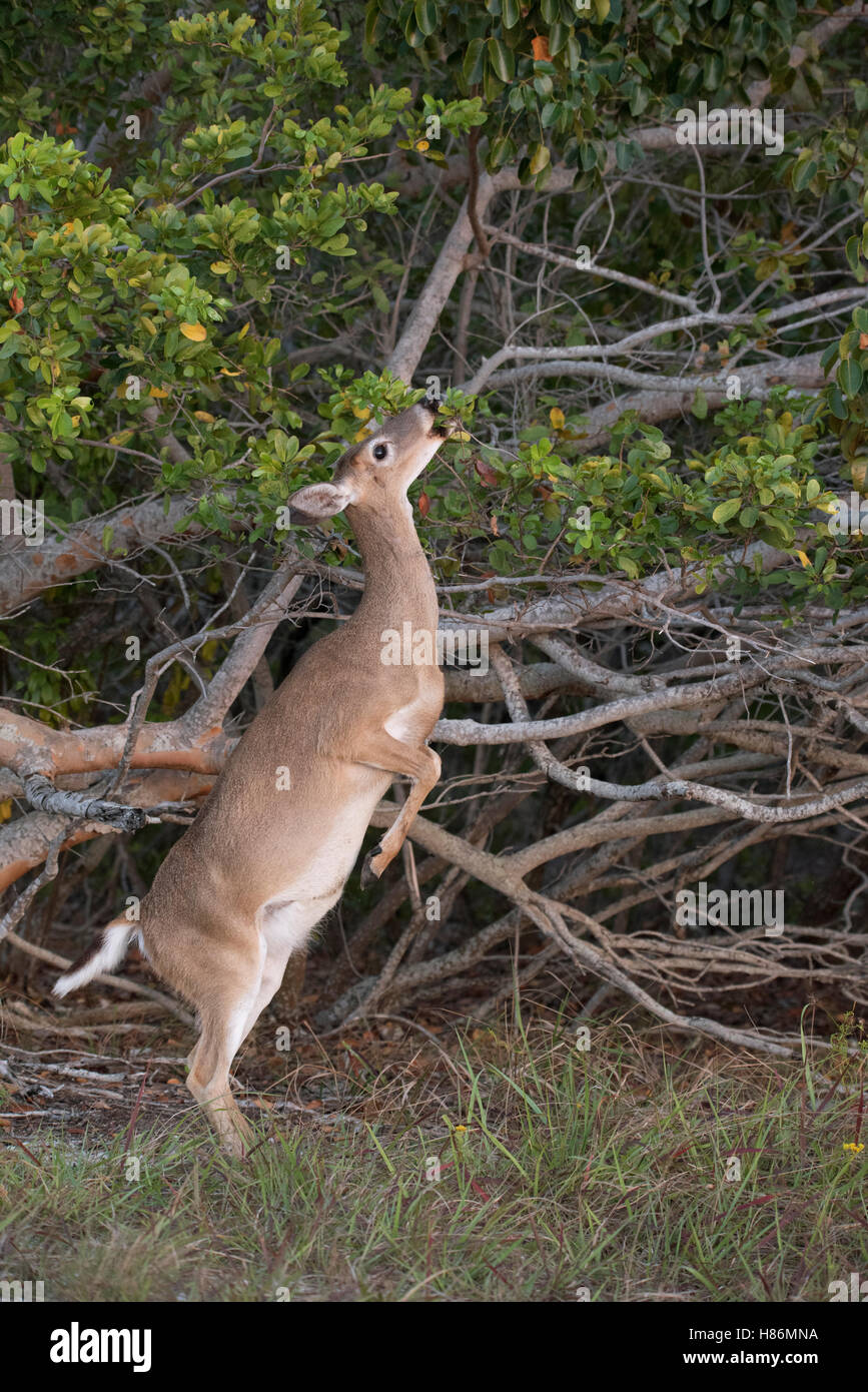 Key Edger Key Deer (Odocoileus virginianus clavium) female standing on hind legs ...