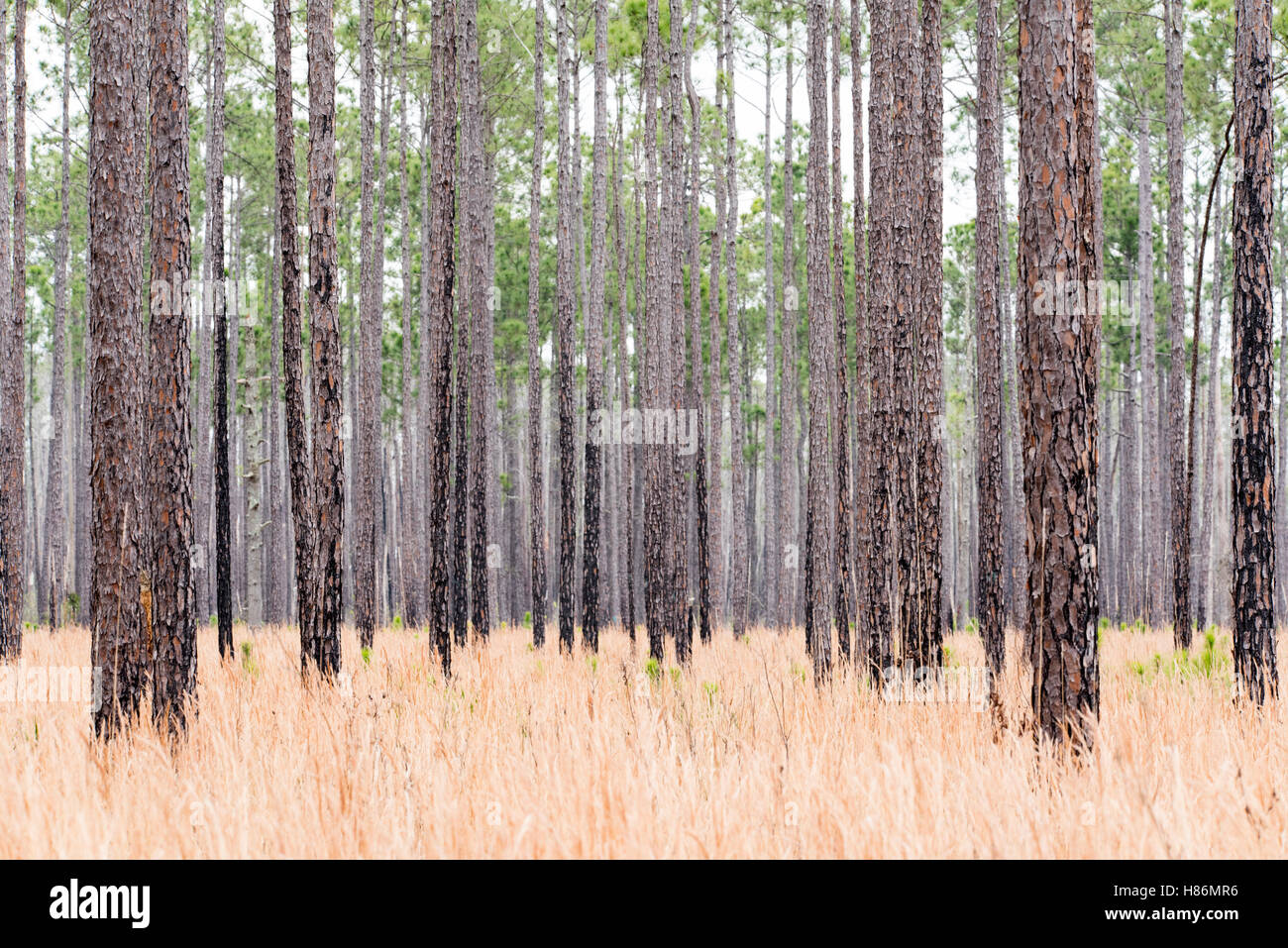 Longleaf Pine (Pinus palustris) forest, Okefenokee National Wildlife Refuge, Stock Photo