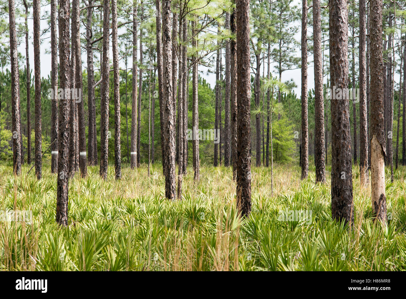 Longleaf Pine (Pinus palustris) forest, Okefenokee National Wildlife Refuge, Stock Photo