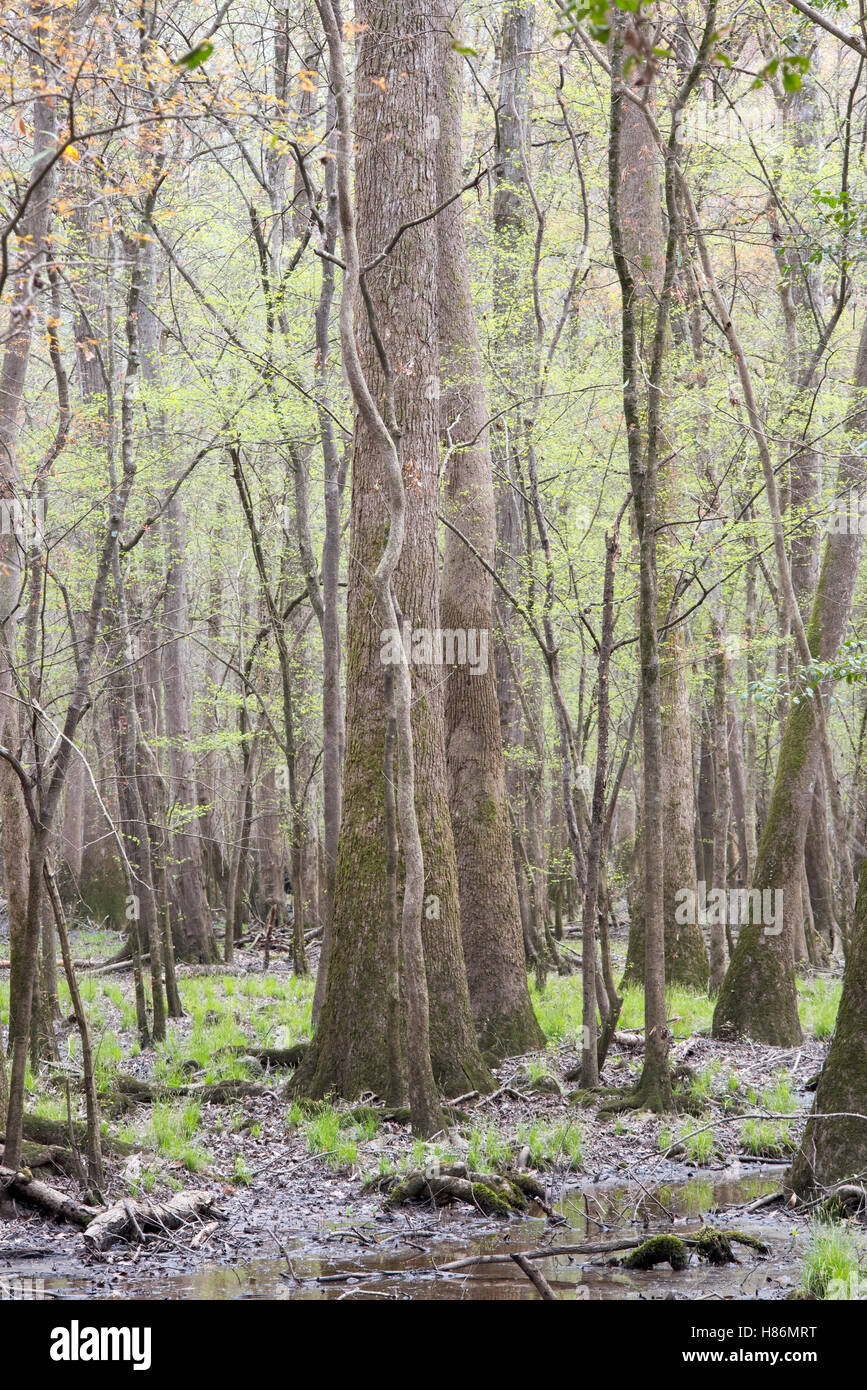 Trees in swamp, Congaree National Park, South Carolina Stock Photo Alamy