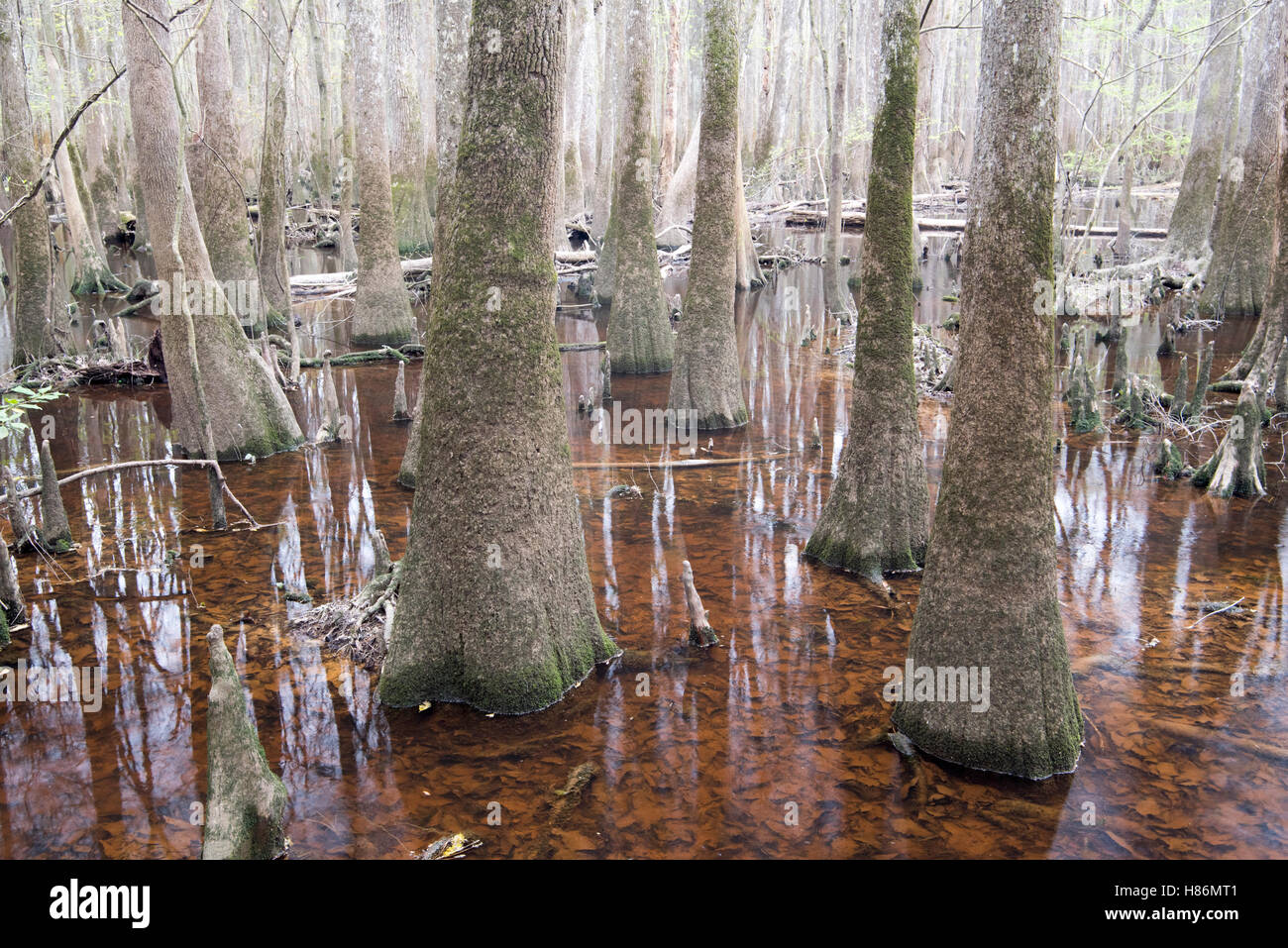 Trees in swamp, Congaree National Park, South Carolina Stock Photo Alamy