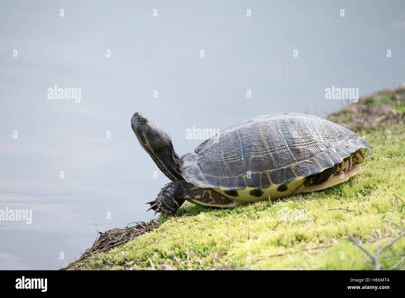 Eastern River Cooter (Pseudemys concinna), North Carolina Stock Photo ...