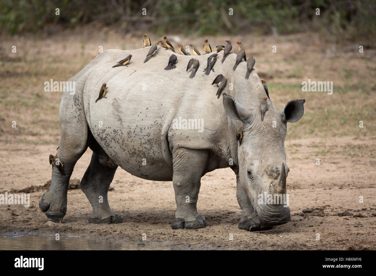 Red-billed Oxpecker (Buphagus erythrorhynchus) group on White