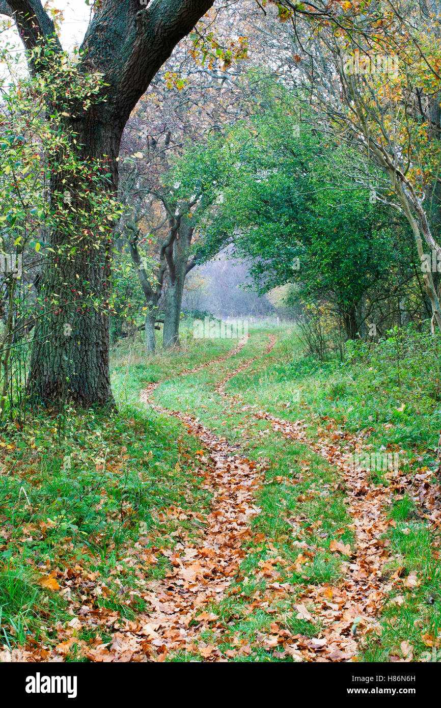 Deciduous Path Winding path through deciduous forest in autumn, Noord-Holland ...